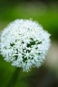 White allium flower