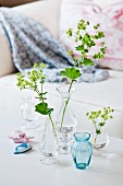 Sprigs of lady's mantle in glass vases