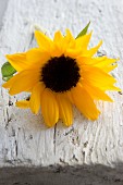 Sunflower on wooden board