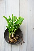 Lily of the valley with root ball and vintage garden shears