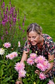Frau im Garten beim Blumenschneiden (rosa Dahlien)