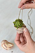 Tiny succulent planted in snail's shell tied on cord