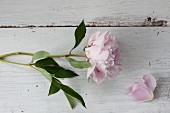 Pink peony on wooden surface