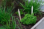Herbs in herb garden with labels made from disposable wooden cutlery