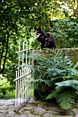 Cat sitting on stone wall with white-painted metal gate in densely planted garden