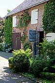 Ivy, vine and rose climbing up brick building with original, old stable doors and box shrubbery in foreground