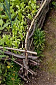 Raised bed edged by woven branches in cottage garden
