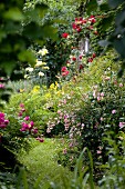 Blühende Pflanzen in naturnah gestaltetem Garten