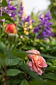 Salmon-pink roses in flower bed in front of blurred blue flowers