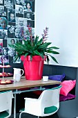 Bromeliad in red flower pot on table in front of gallery on photographs on wall
