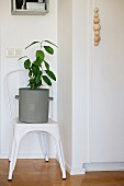Green houseplant in zinc pot on vintage chair next to wooden balls threaded on cord as handle of cupboard door