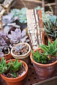 Various succulents in terracotta pots