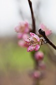 Blossoming peach twig