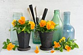 Orange violas, cutlery and old glass and bottles