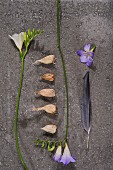 Bulbs between white and purple freesias on stone surface