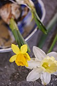 Yellow and white narcissus
