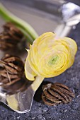 Yellow ranunculus flower and bulb