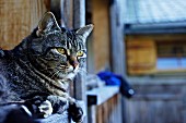 Cat on balcony of farmhouse