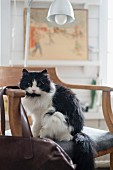 Black and white cat sitting on rustic chair