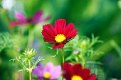 A red cosmea