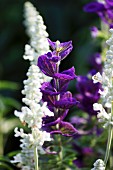 Ornamental sage and white perennial flowers