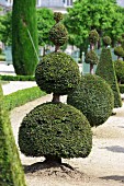 Topiarised boxtrees in the Garden of the Palace of Versailles