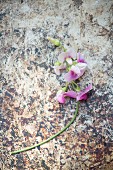 Pink, scented sweet pea on patterned surface