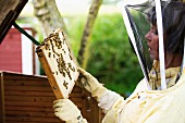 Bee-keeper holding honeycomb frame