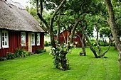 Gnarled trees in well-tended garden of Swedish wooden house with thatched roof