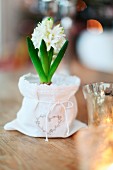 White hyacinth in pot with white fabric cover