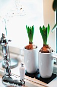 Hyacinth bulbs in white china beakers on windowsill behind vintage tap fitting