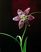 Chess flower (Fritillaria Meleagris)
