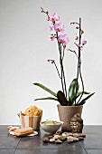 Spa Deko mit Orchidee, Schwamm, Bürste und Kieselsteinen vor Buddhakopf