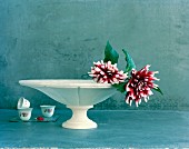 Bicolour dahlia flowers in white dish