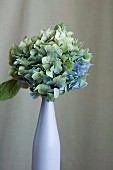 Herbst-Hortensie in farblich passender Vase