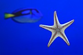 Starfish & fish in aquarium