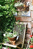 Flowering plant in terracotta pot on wooden garden chair