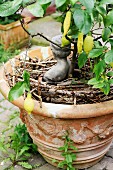 Small lemon tree in terracotta pot decorated with small bust
