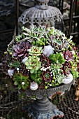 Arrangement of succulents on rusty stand