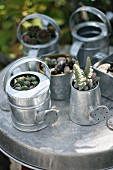 Shiny, ornamental zinc watering cans