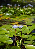 Blauer Lotus (Nymphaea caerulea) blüht im Teich