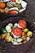 Various ornamental squash in two baskets