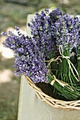 Bunches of lavender in basket