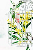Branch of mimosa in white metal birdcage