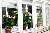 Row of windows with pink geraniums on inside windowsill