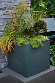 Various foliage plants in grey, square planter on plinth in front of stone wall