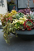 Bowl planted with various succulents