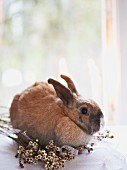 Real Easter bunny sitting on flowers in front of window