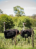 Ostriches on farm in South Africa