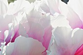 Nahaufnahme von rosa und weißen Blütenblättern